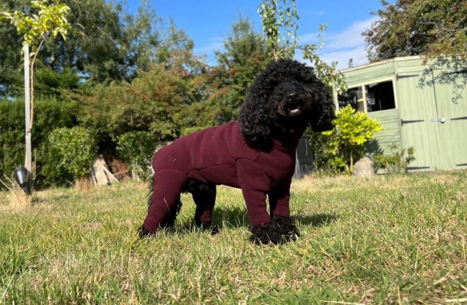 Polartec Fleece Dog Coats, Dog Jumpers, Summer Suits, TShirts, Shorts