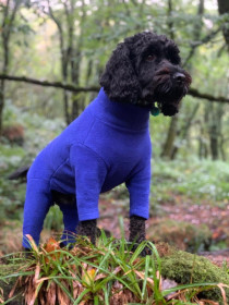 Dog Suit, Cobalt Blue