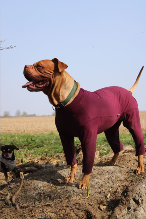 Dog Summer Suit Equafleece