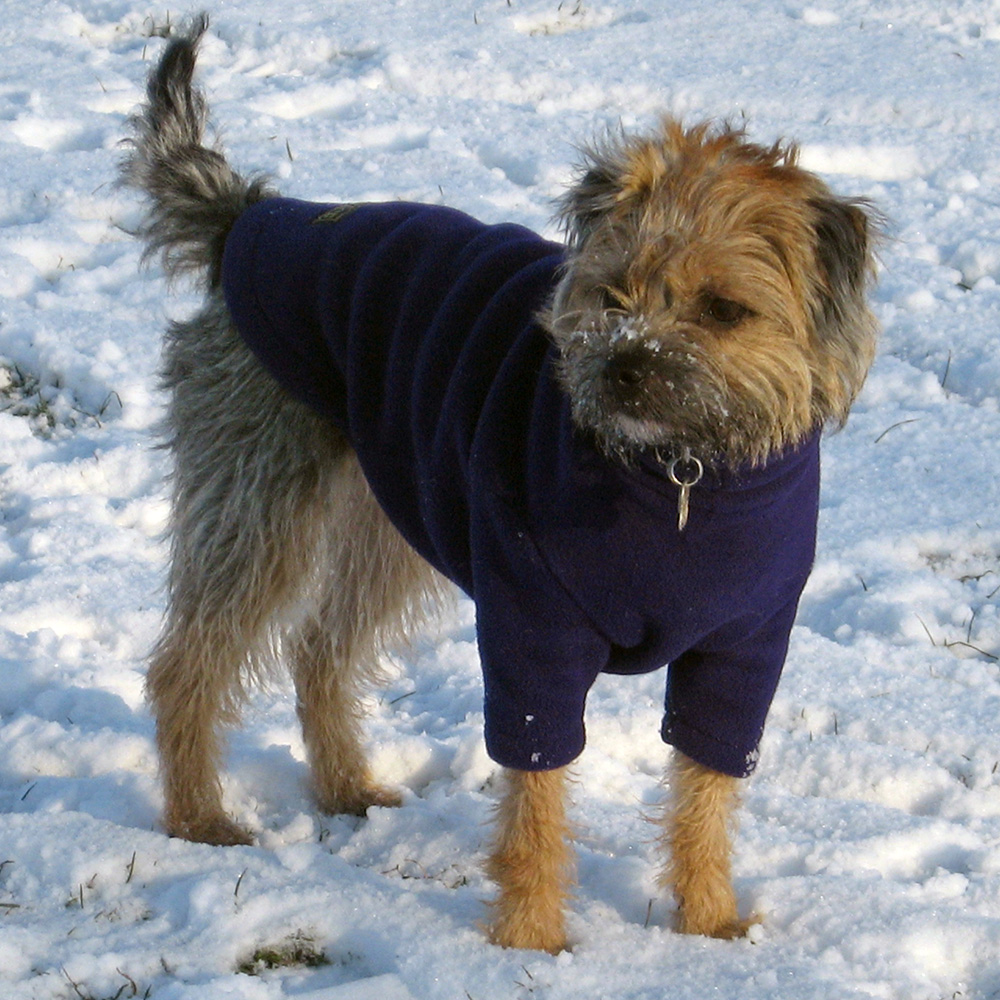 Photo Gallery, How Your Dog Could Look Equafleece