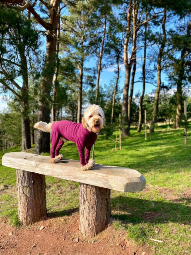 Dog Summer Suit Equafleece