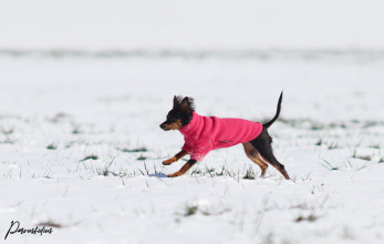 Dog Jumper, Soft Fuchsia