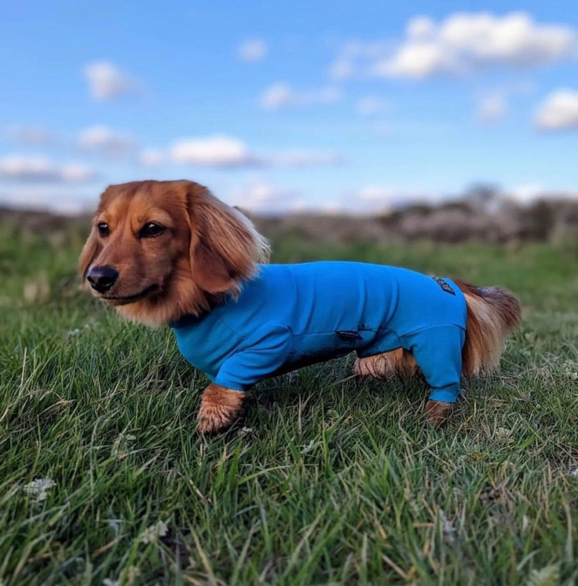 Dog Summer Suit Equafleece