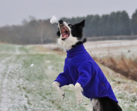 Dog Jumper, Cobalt Blue