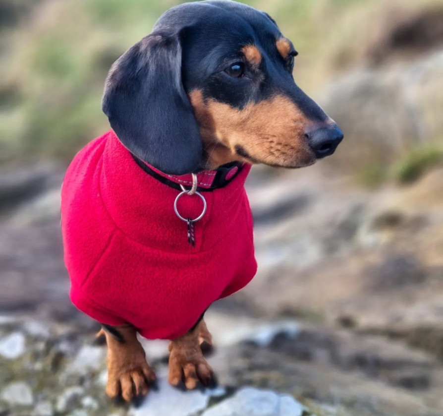 Polartec Fleece Dachshund Jumper Rainproof, Breathable, Warm and