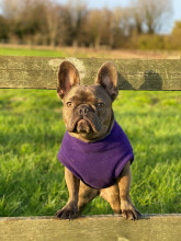 Dog Tankie, Dark Purple