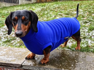 Dachsie Jumper, Cobalt Blue Dachsie Jumper, Cobalt Blue
