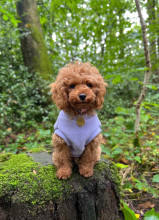 Dog Tankie, Lavender