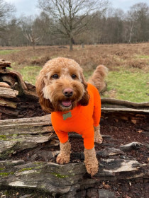 Dog Suit, Blaze Orange