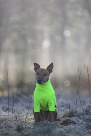 Dog Jumper, Fluorescent Yellow