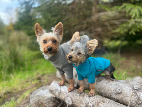 Dog Jumper, Teal, Koala Grey
