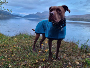 Polo Neck Coat, Teal