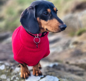 Dachsie Jumper, Red