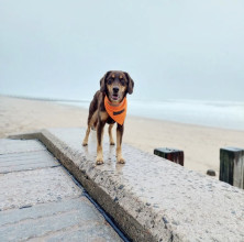 Ultra-brite Neckerchief, Blaze Orange