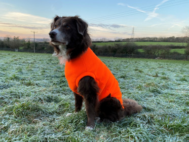 Dog Tankie, Blaze Orange