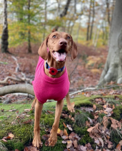 Dog Tankie, Soft Fuchsia