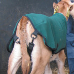 How the Calf Coat fits