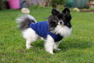 Dog Tankie, Navy