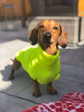 Dachsie Jumper, Fluorescent Yellow