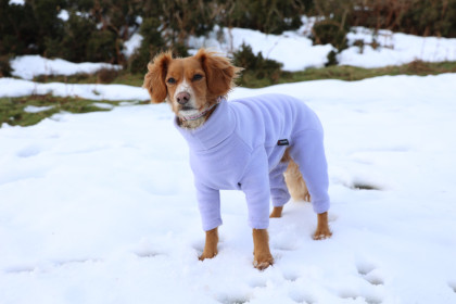 Dog Suit, Lavender