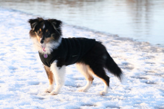 Dog Tankie, Black