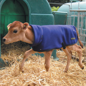Premature Calf Coat
