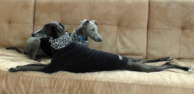 Black Jumpers with Snow Leopard Collars