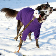 Dog Jumper, Dark Purple