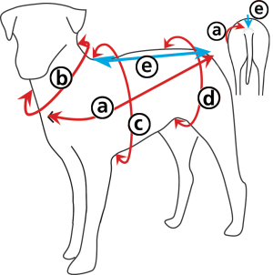 How to measure your dog