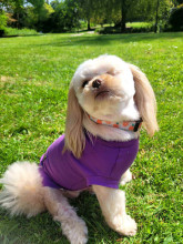 T-Shirt Body, Amethyst