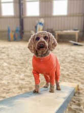 Summer Suit, Orange