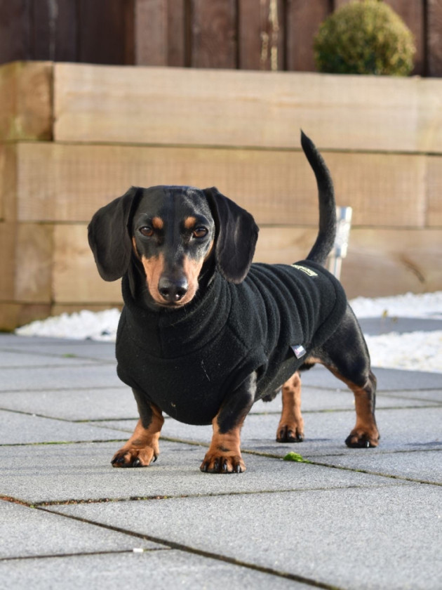 Polartec Fleece Dachshund Jumper Rainproof, Breathable, Warm and