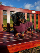 Dachsie Jumper, Mulberry