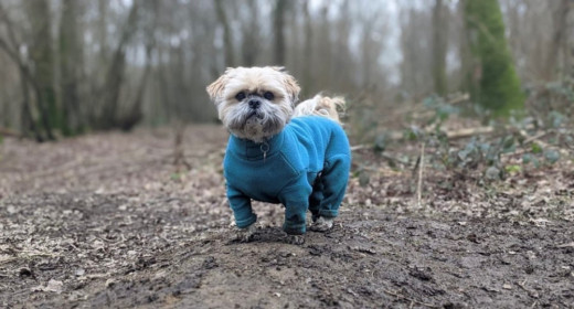 Dog Suit, Teal