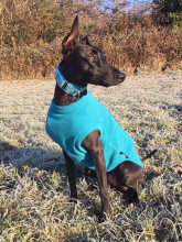 Dog Tankie, Teal