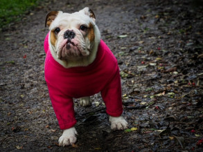 Dog Jumper, Soft Fuchsia