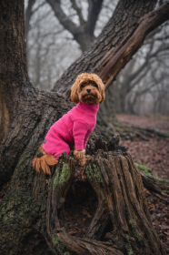 Dog Suit, Soft Fuchsia