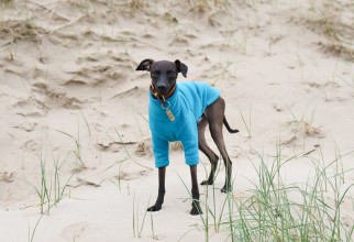 Dog Jumper, Teal