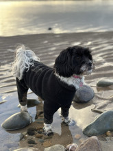 Dog Suit, Black