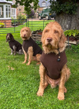 Dog Tankie, Dark Brown