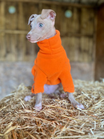 Dog Jumper, Blaze Orange