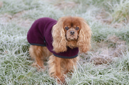 Polo Neck Coat, Mulberry