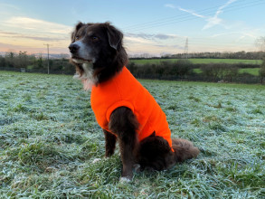 Dog Tankie, Blaze Orange