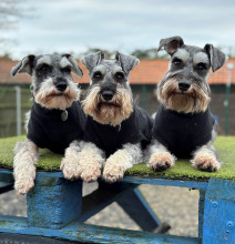 Dog Tankie, Black