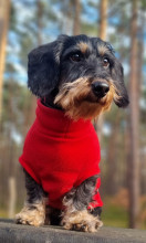Dachsie Jumper, Red