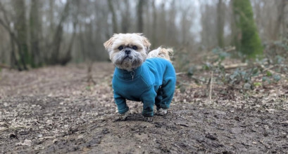 Dog Suit, Teal