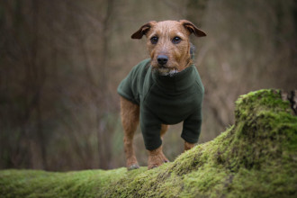 Dog Jumper, Loden Green
