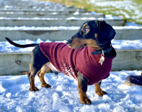 Dachsie Jumper, Mulberry