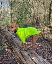 Dog Jumper, Fluorescent Yellow