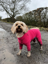 Dog Suit, Soft Fuchsia